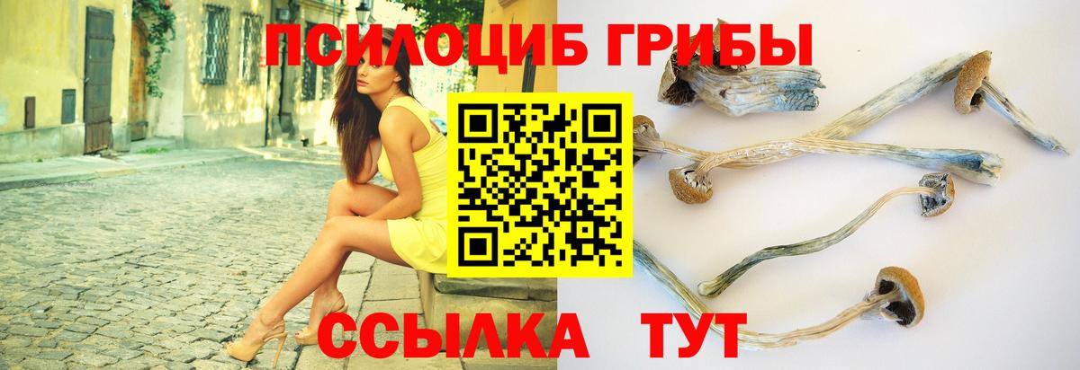 Галлюциногенные грибы Psilocybe Пенза